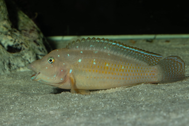 Spathodus sp. 'erythrodon north' Kigoma